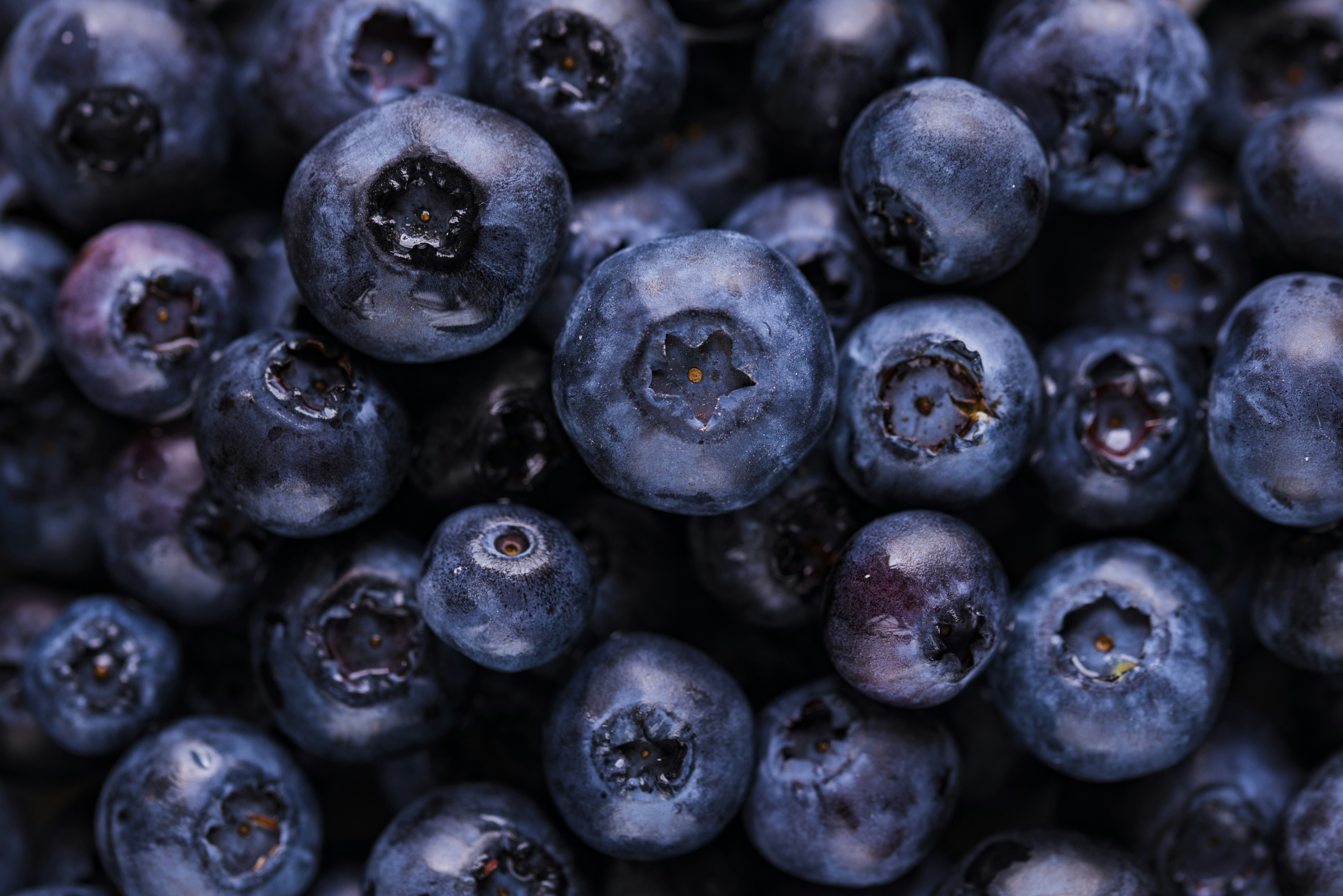 Une grande quantité de baies bleues est disposée sur une table, prêtes à être utilisées pour la préparation d'un dessert ou d'une boisson.